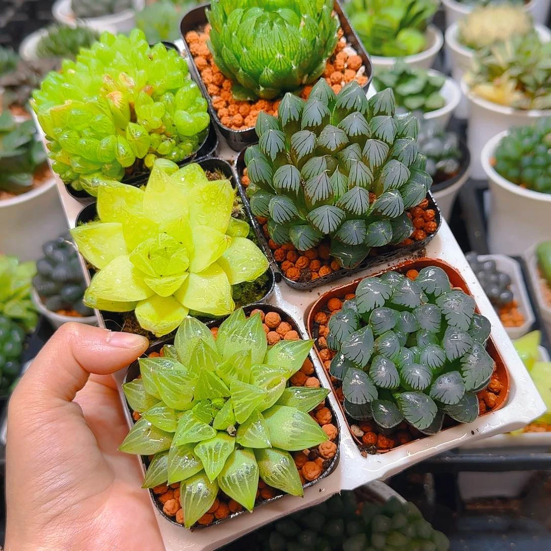 玉露六件套多肉，原盆