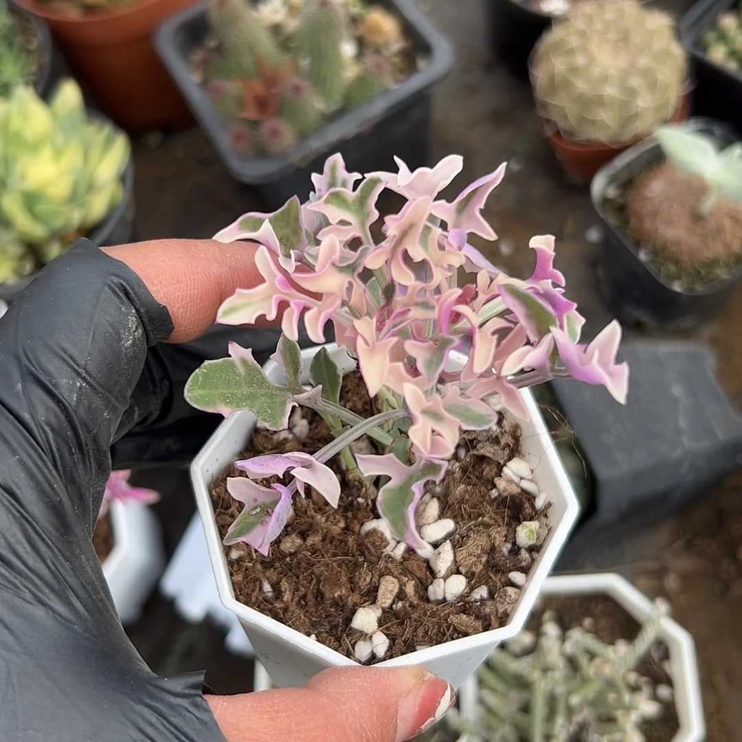 多肉植物七宝树锦