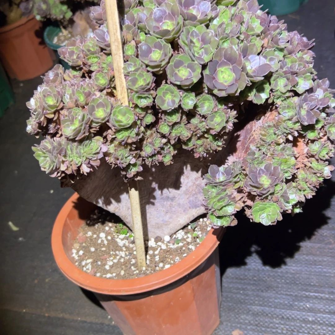 万圣节整版全朵朵老桩