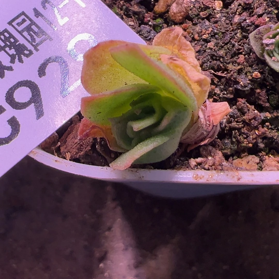 可****陈陈929若初x各种侧芽下播福利