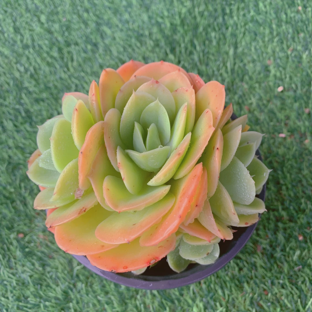 星娜塔群 7-9CM【花界草堂】精品多肉 阳台盆栽新手易养一单包邮