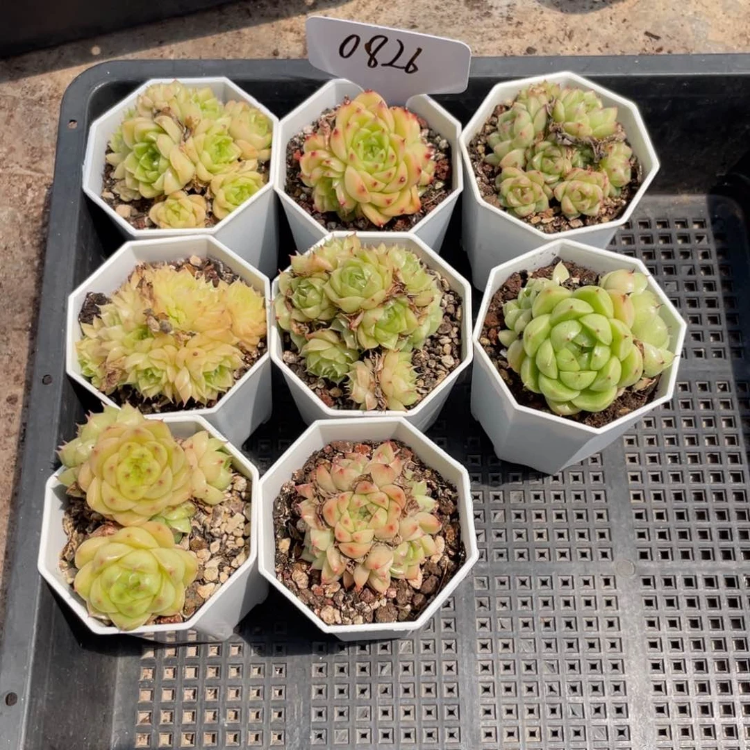 薇薇安园艺多肉0626