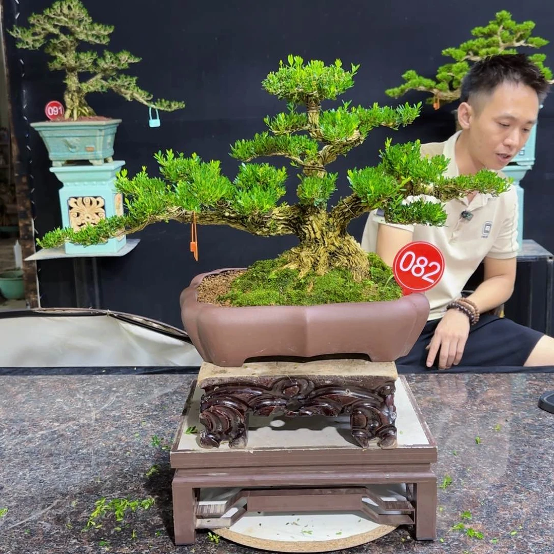 当前无花朵，栽培后可花朵龕*高端黄杨盆景