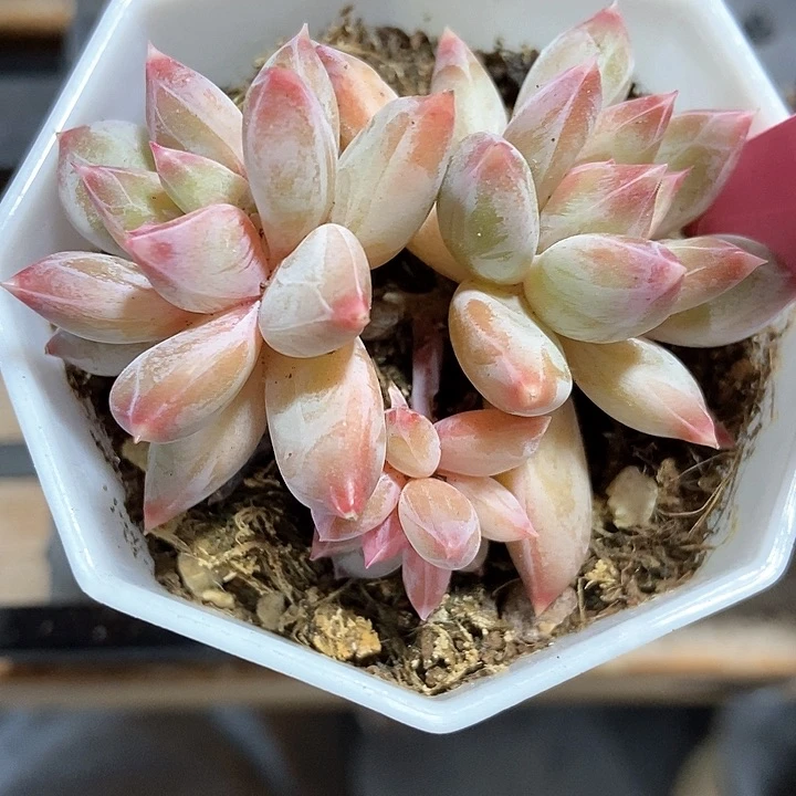 多肉植物幻影美人304