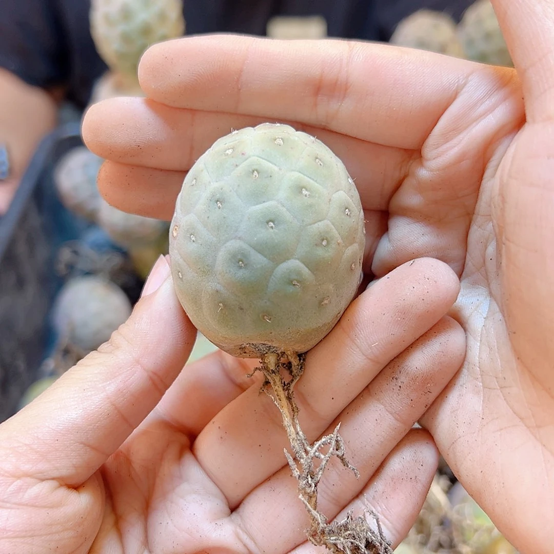 单头自根习自野3.2公分小老皮