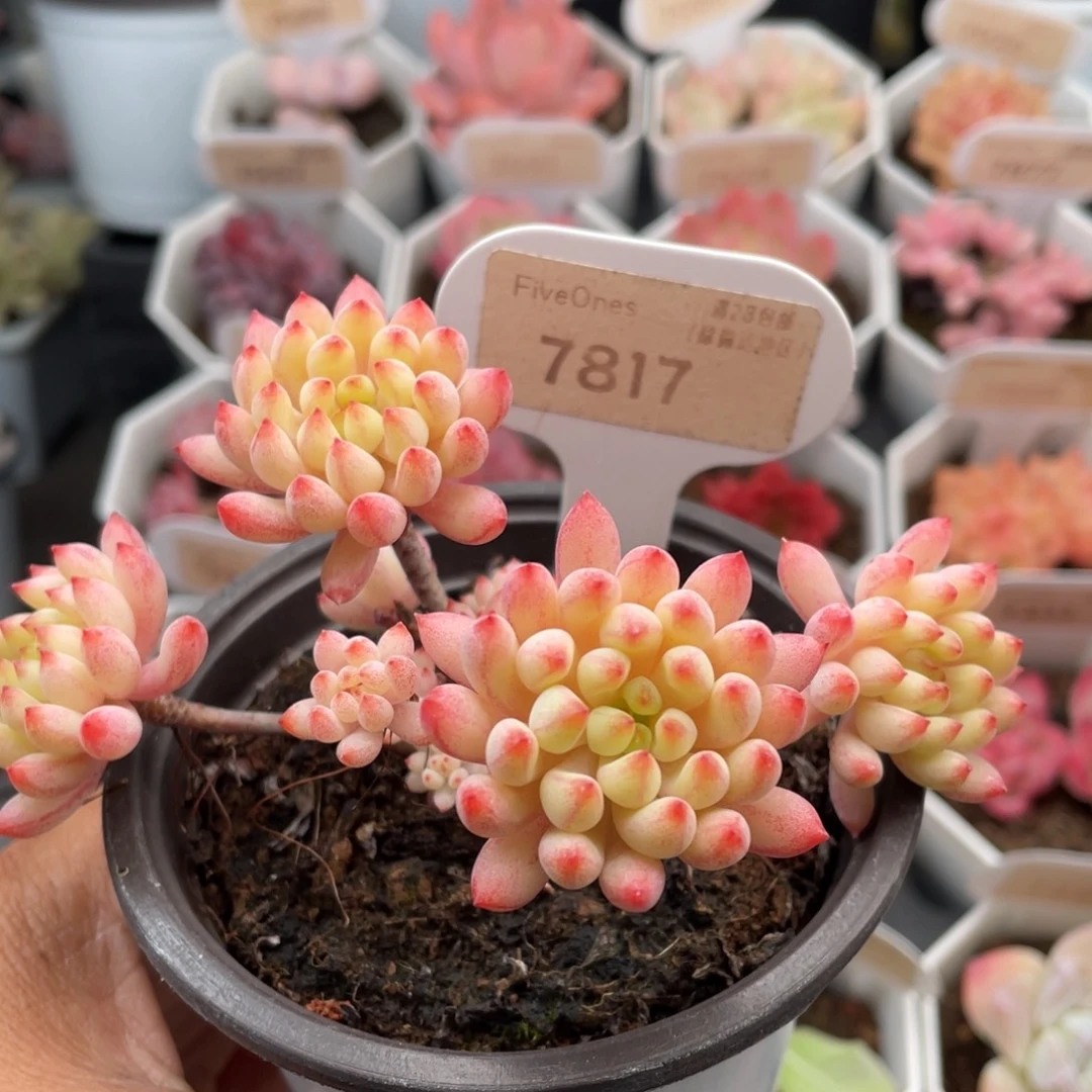 烟花7817-10.8厘米