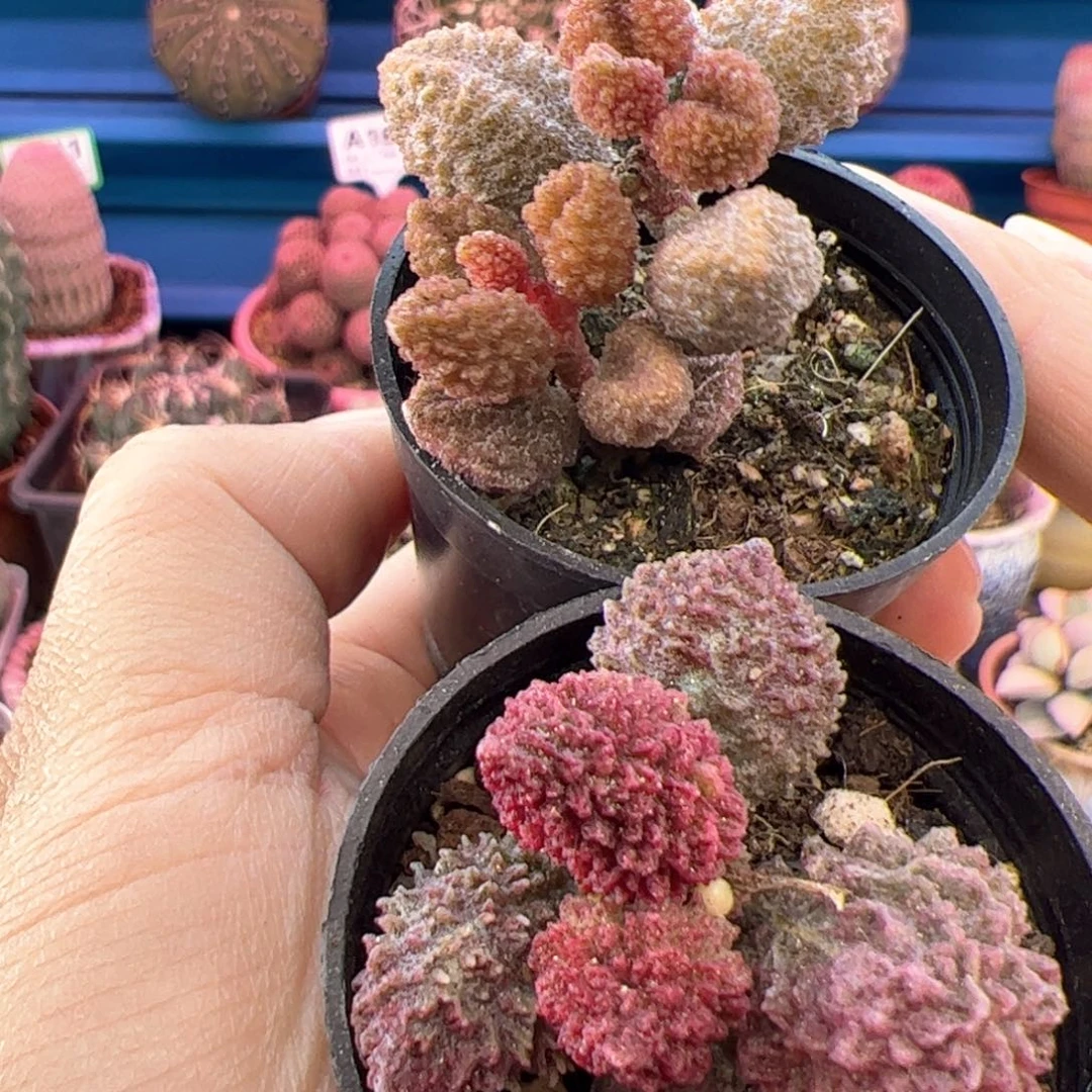 小*鸡朱紫玉。 荔枝皮。