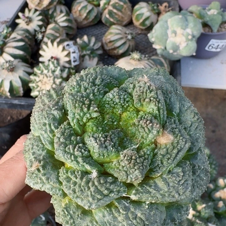 243无毛菜花牡丹仙人球