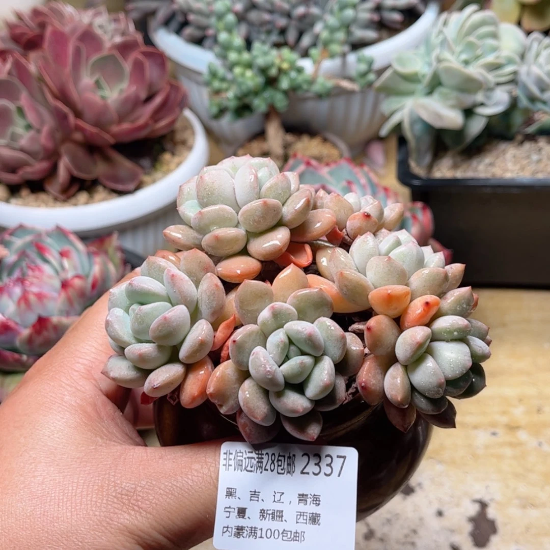 【闪购商品】2337白鹭