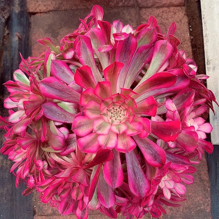 红铜白啊啊啊啊啊啊