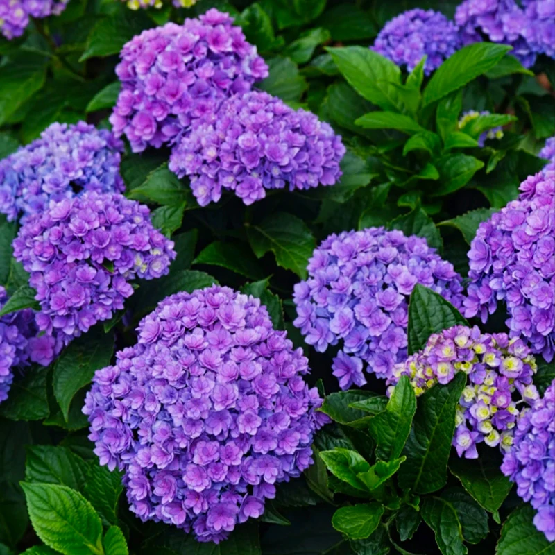 2.5加仑【你我一起】地栽露养大花绣球 阳台庭院耐寒耐热多季带花苞