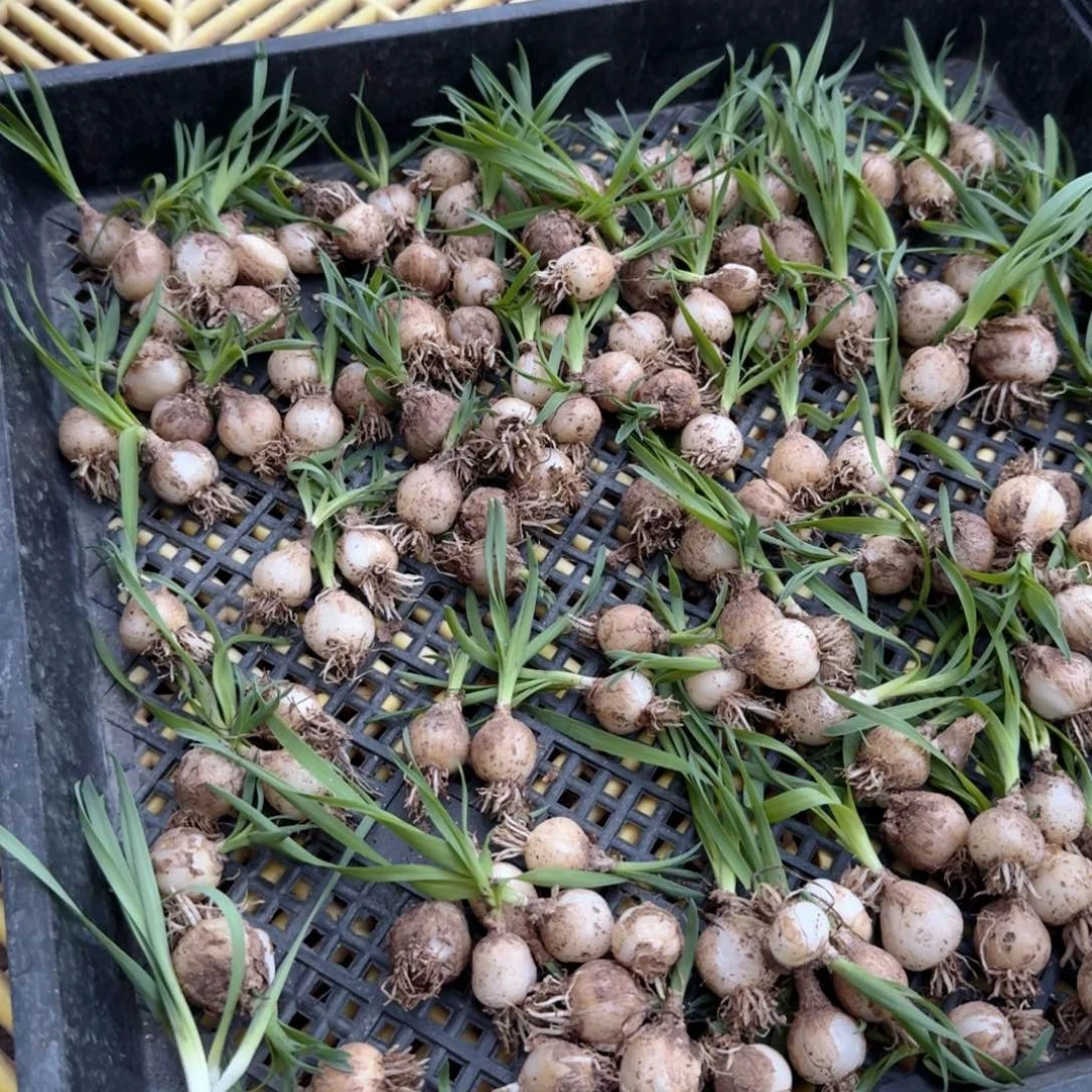 143宽叶弹簧草脱土发货一个随机1.6-2cm