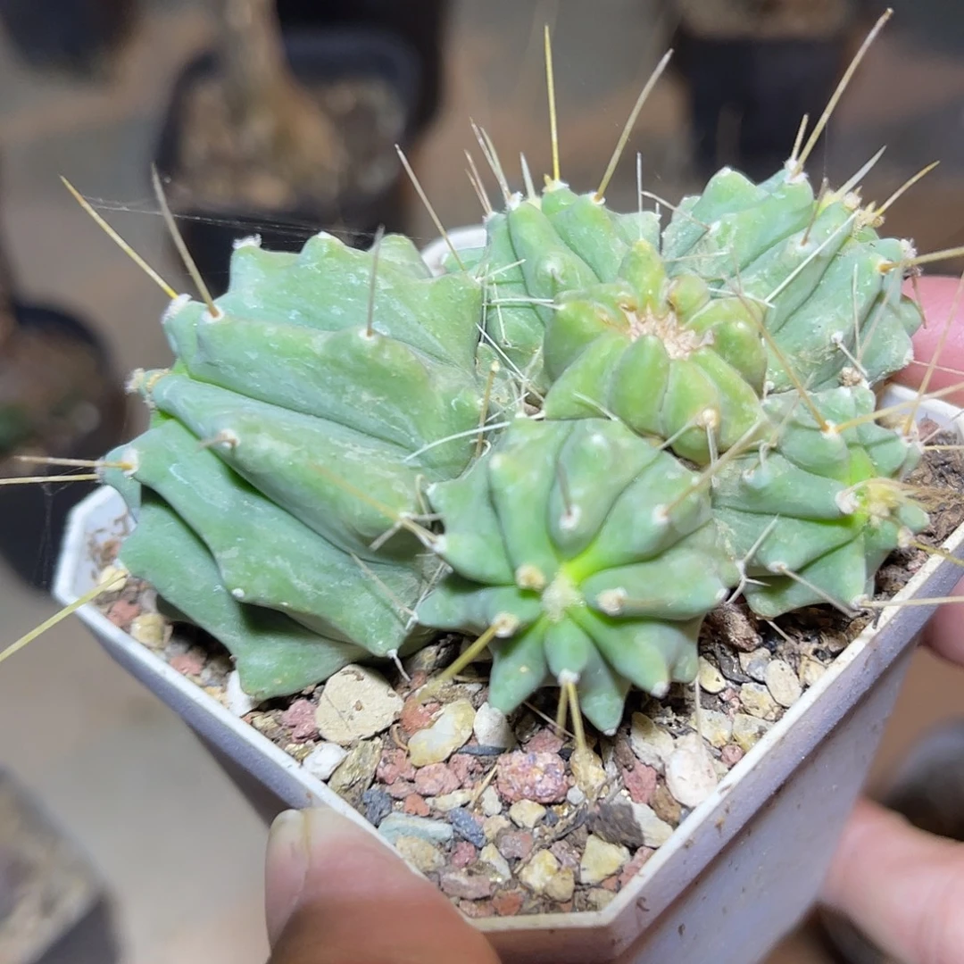 王冠龙仙人球一物一拍