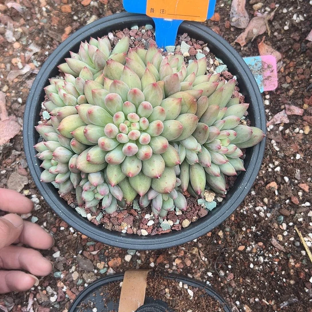 静****多肉植物一物一拍