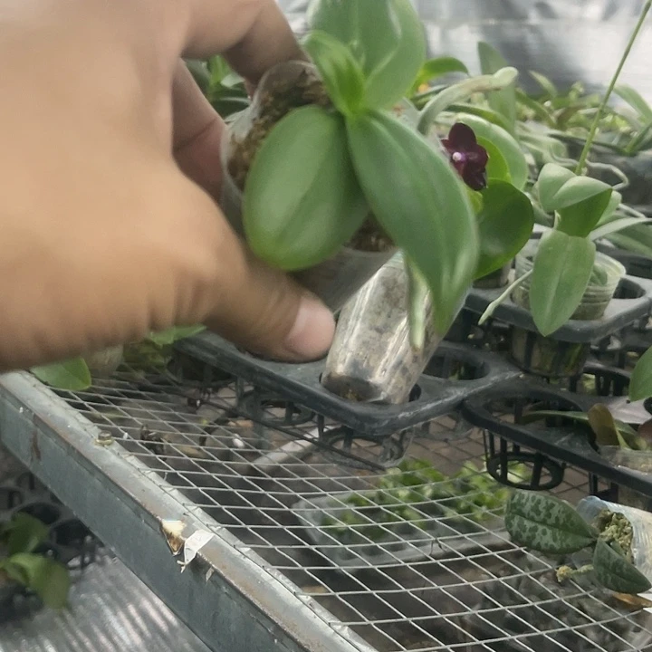 当前无花栽培后可以开花蓝雀1.7