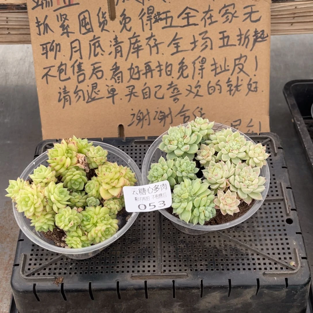 云糖心多肉植物53