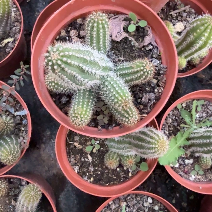 白檀仙人掌鎏金群53