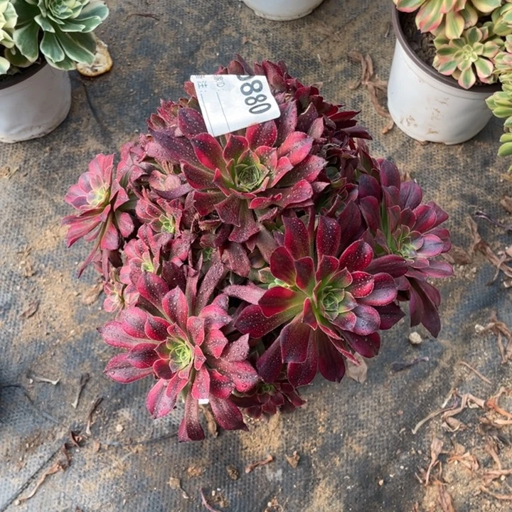 多肉安纳法师880