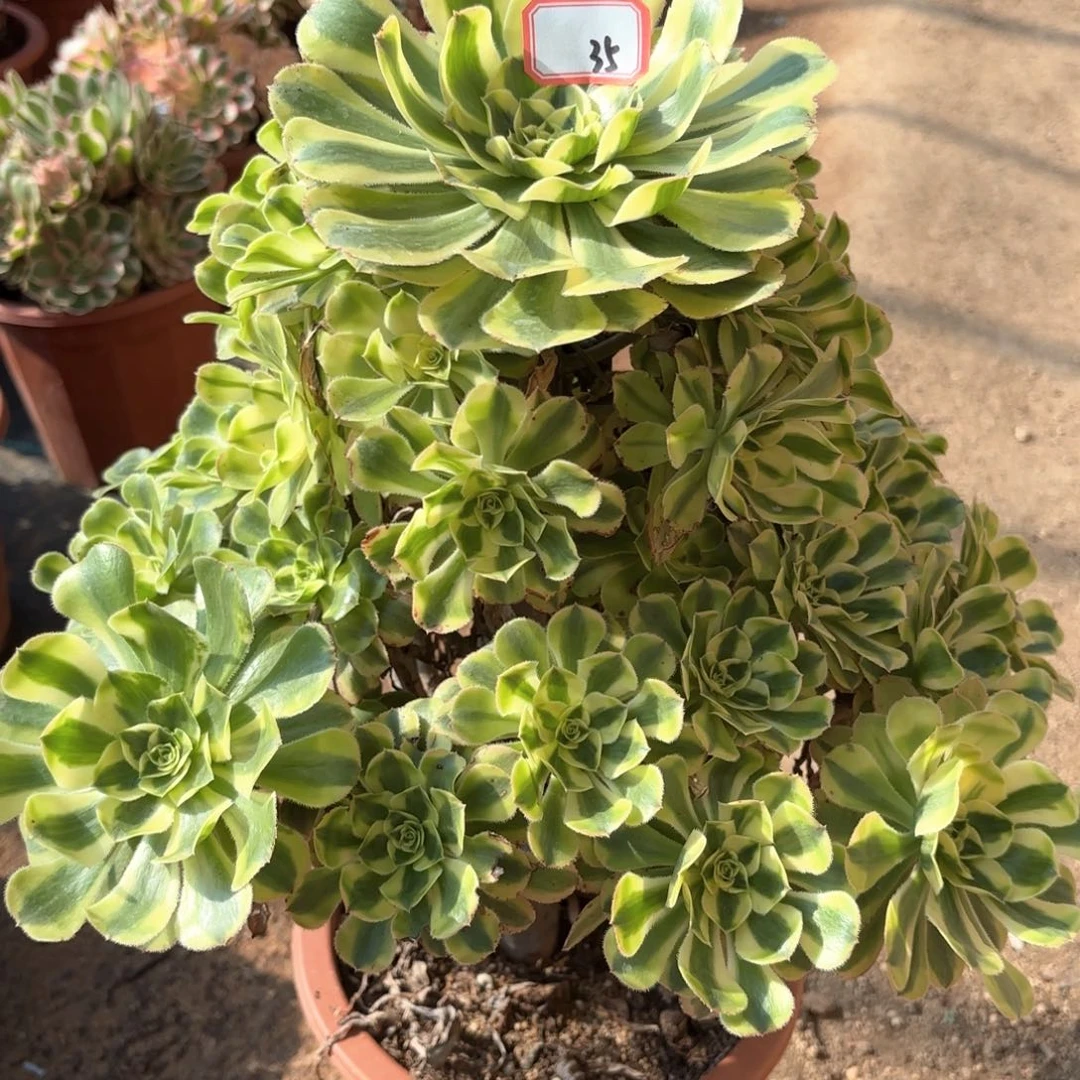 全部花朵35白兰地多肉植物