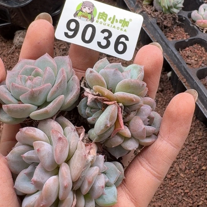 当前无花朵，栽培后可花朵多肉植物多肉植物