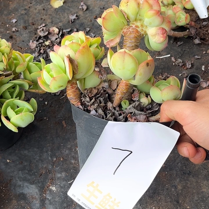 李***芳碧桃缀7号46.66多肉植物
