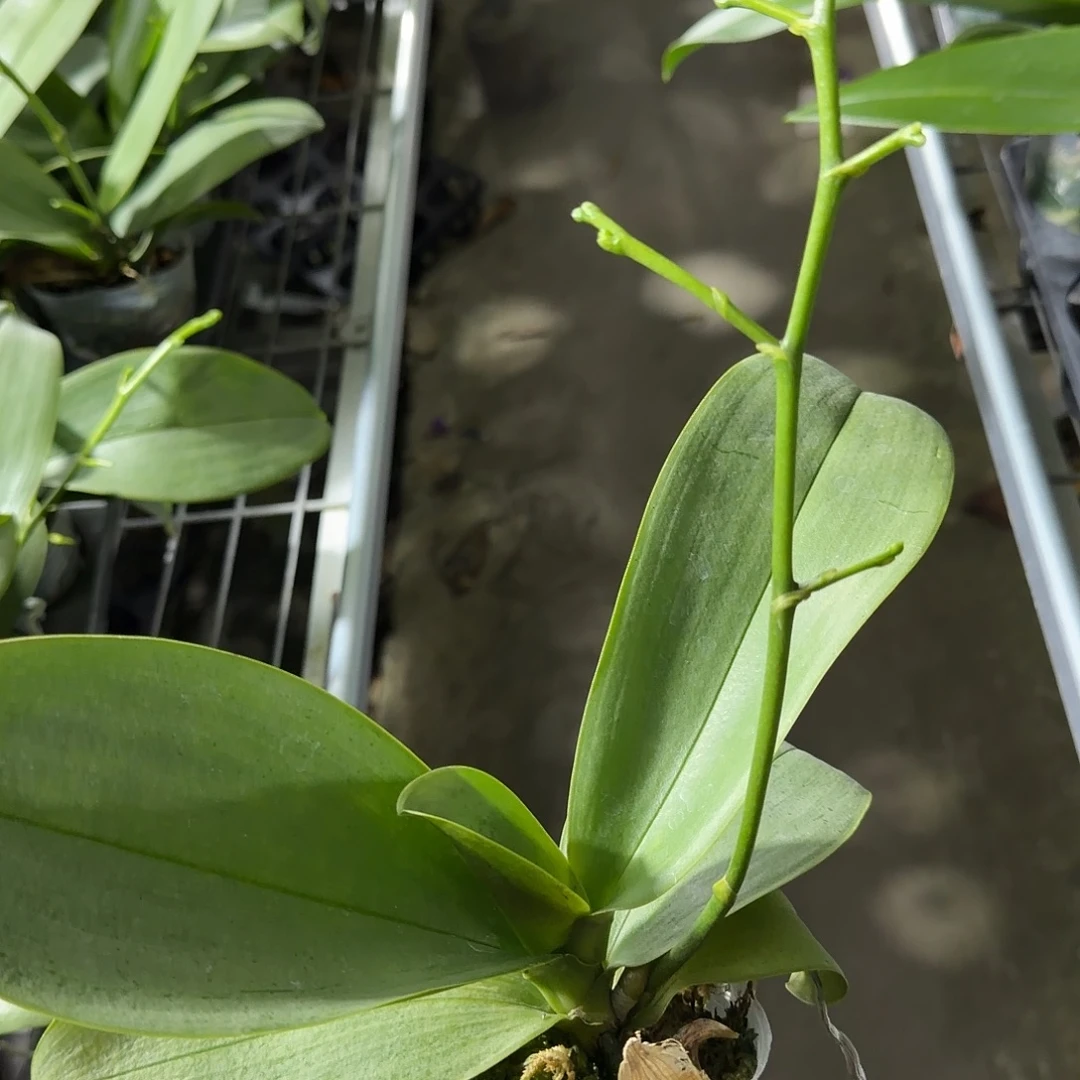 无花朵2.8龚氏白玉带侧支