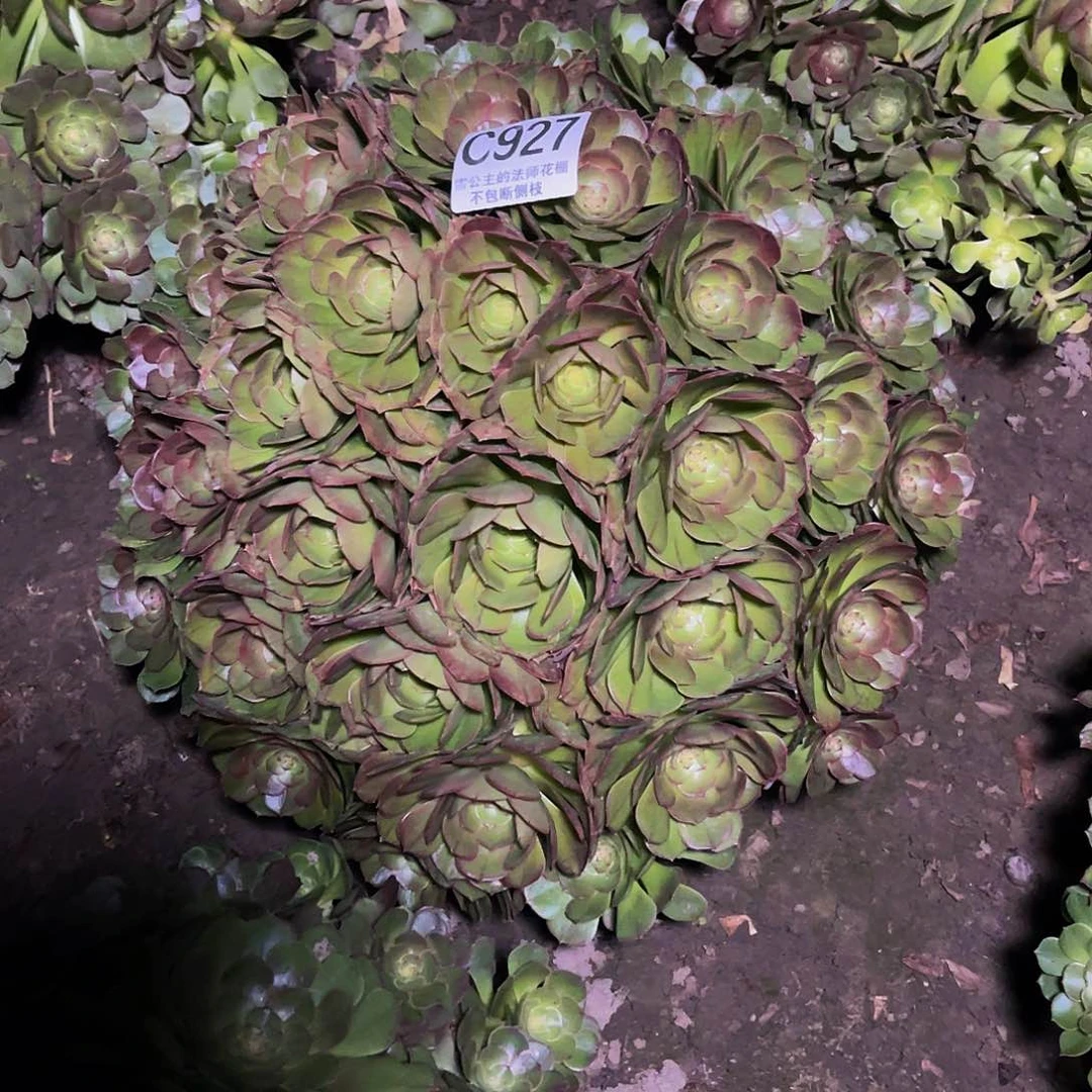 法师法师14-37包邮法师