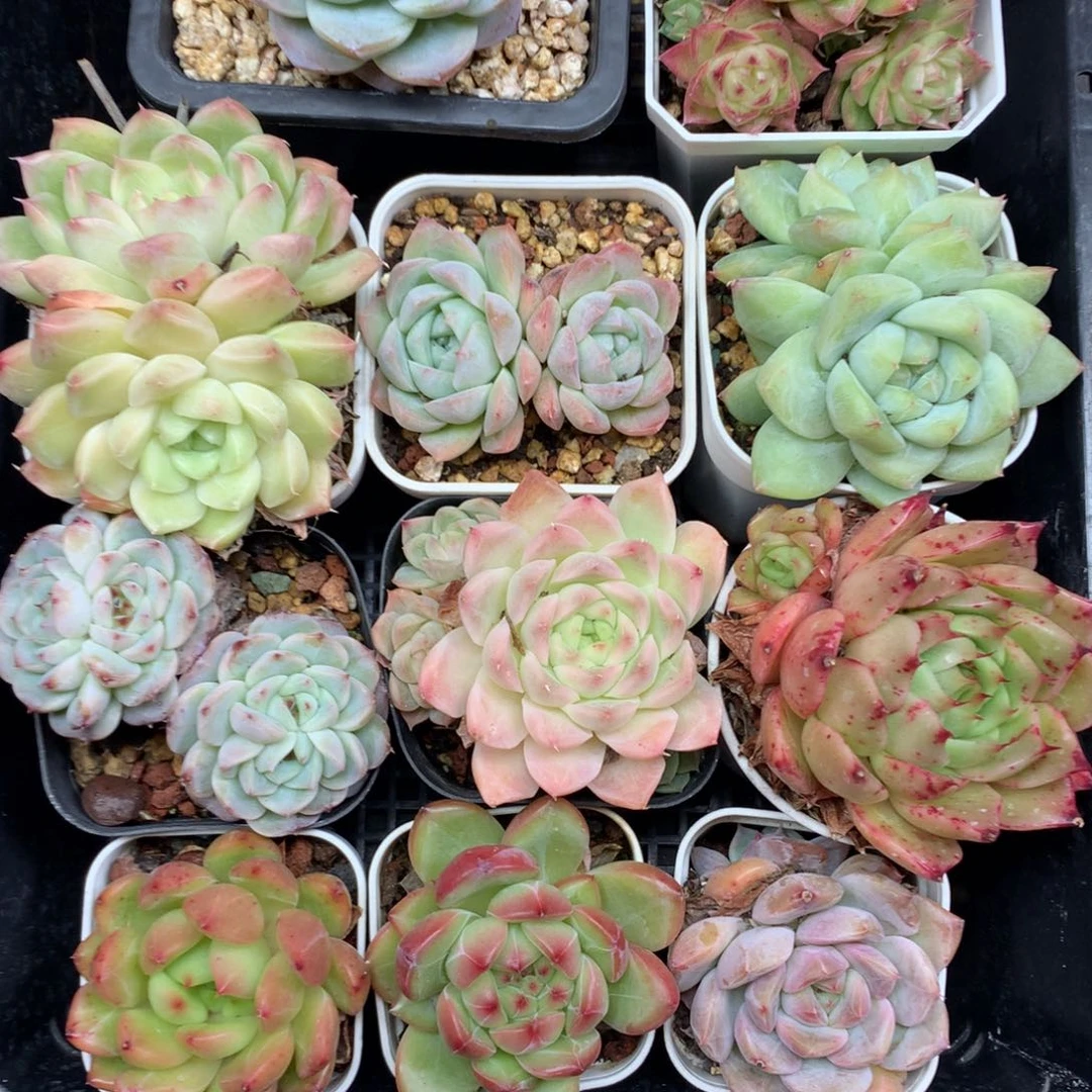 1111-21 套餐一组