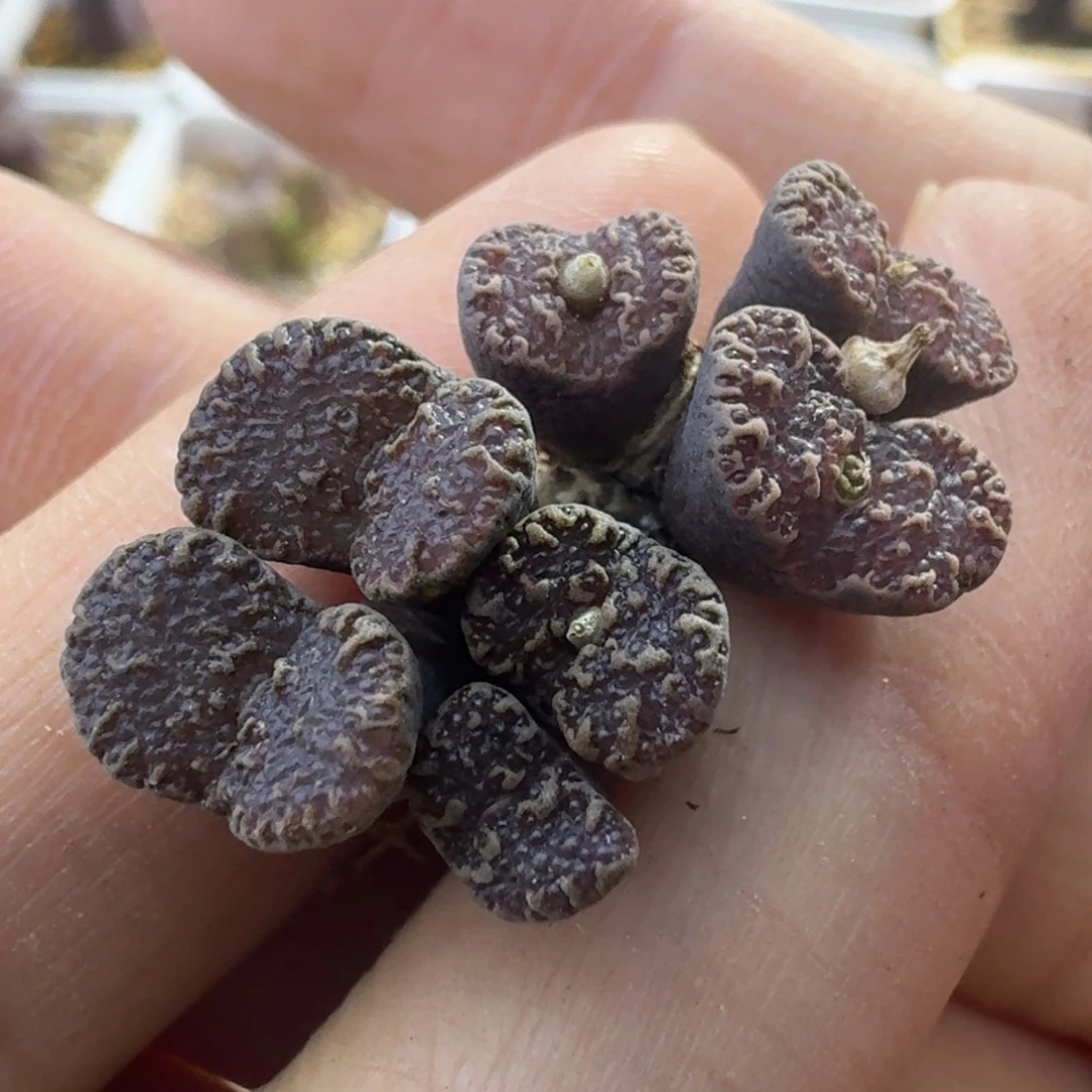 66号两颗大窗泡泡勋章一物一拍