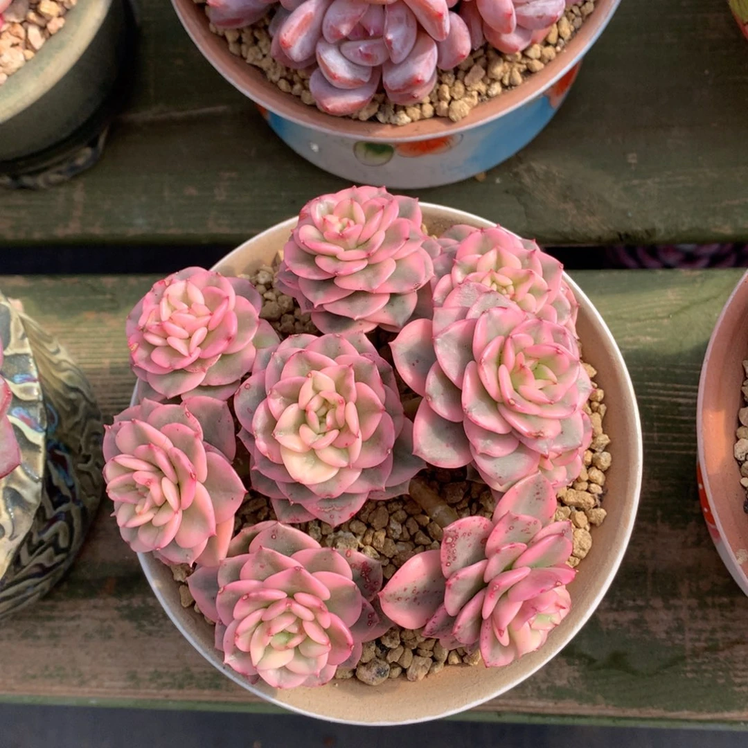 蜡牡丹锦  多头 一颗