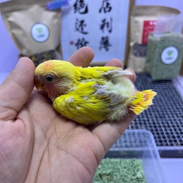 牡丹鹦鹉-特价有咬毛红头澳闪公D88528