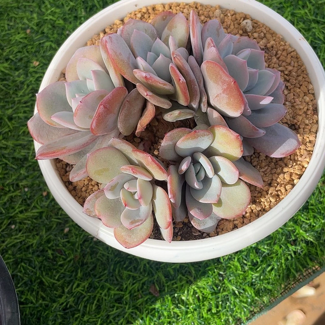 燕***.奶茶群生多肉植物一物一拍