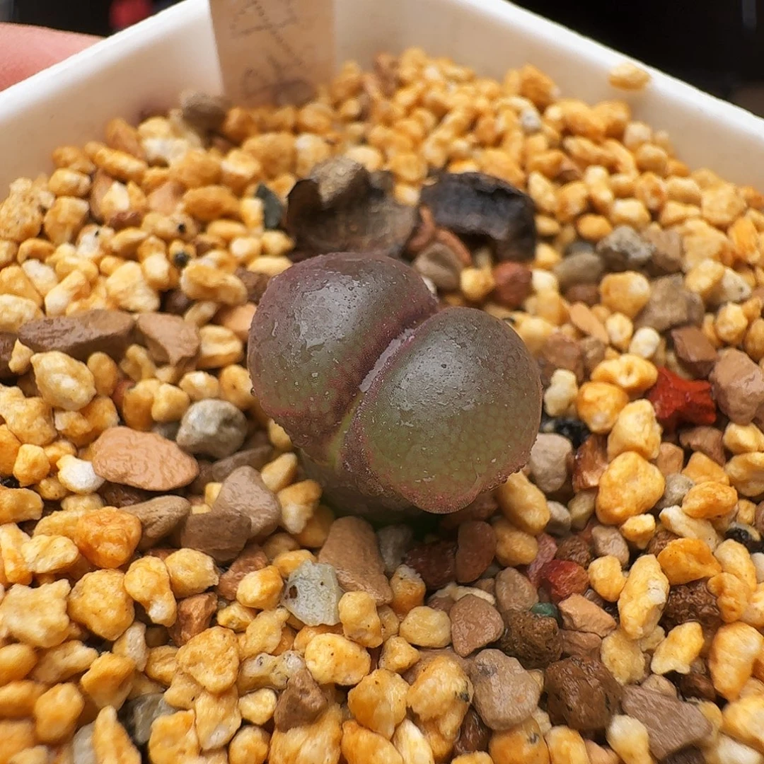 多肉植物福利风铃287