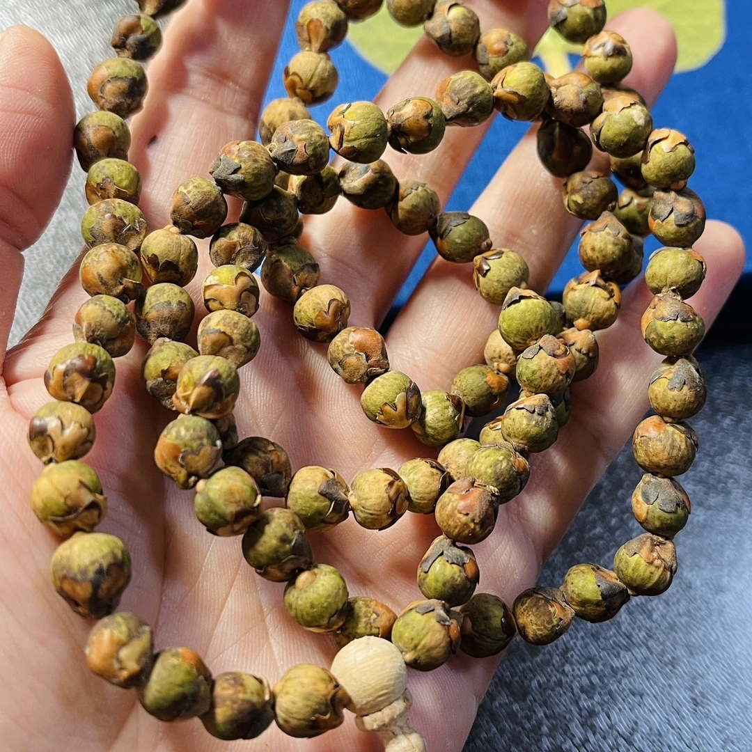 毕钵罗菩提子 菩提子 菩提树果实