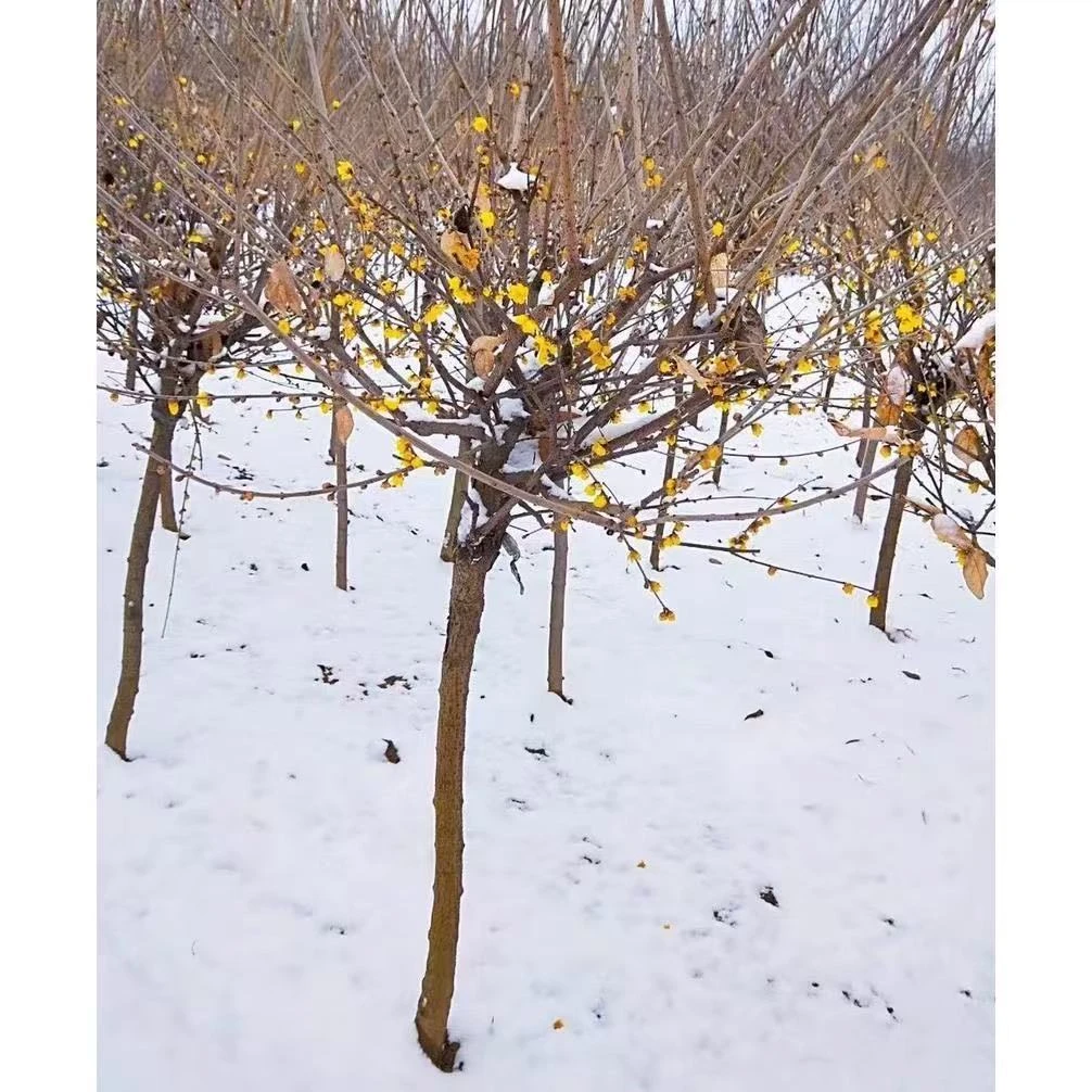 鄢陵腊梅基地直发素心腊梅红梅黄花腊梅