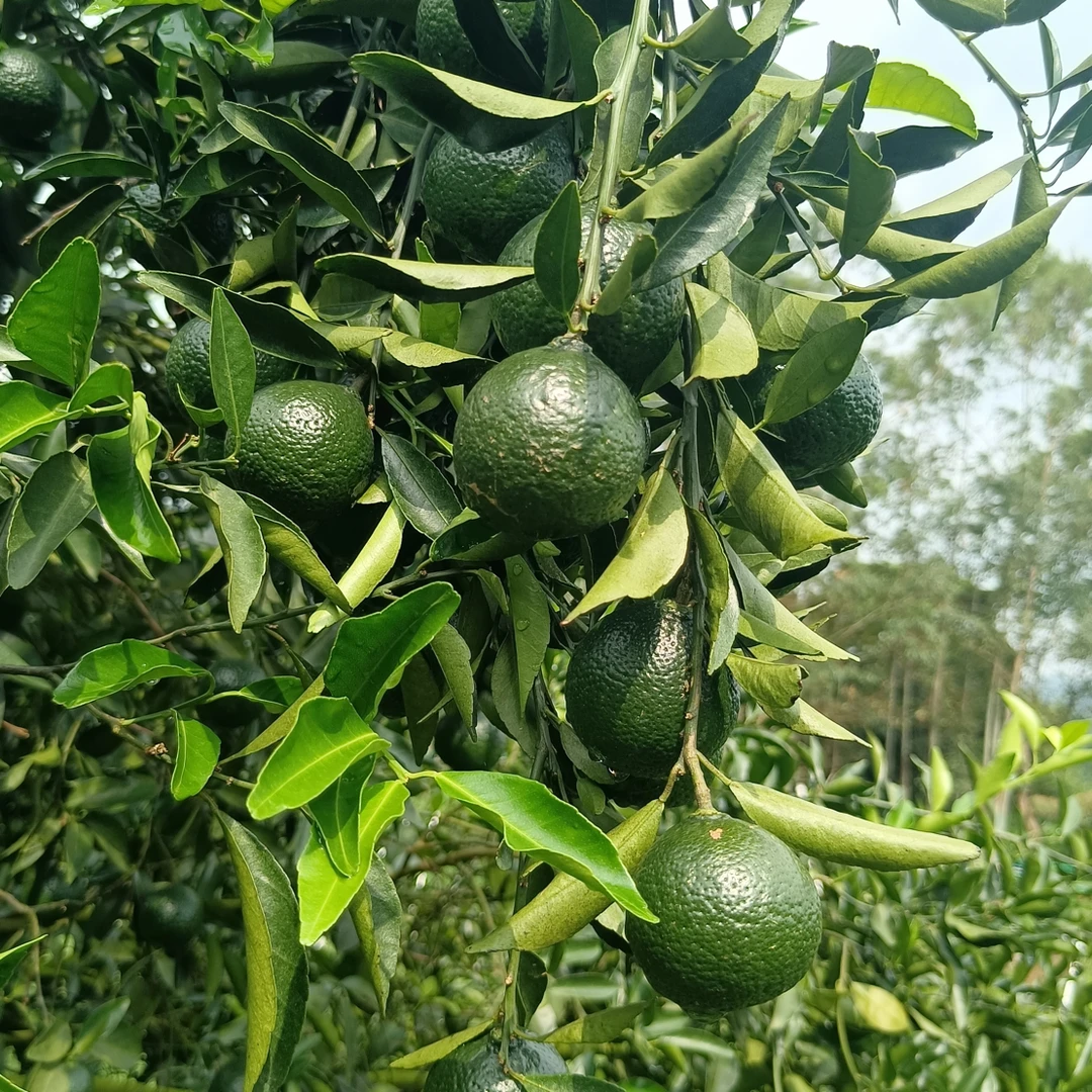 新会小青柑鲜果新鲜现摘可用于茶饮适合做水果茶