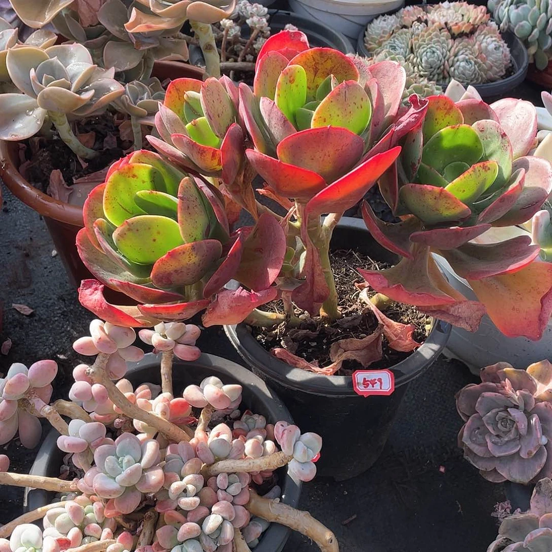 549大唐玫瑰年尾清货一物一拍多肉