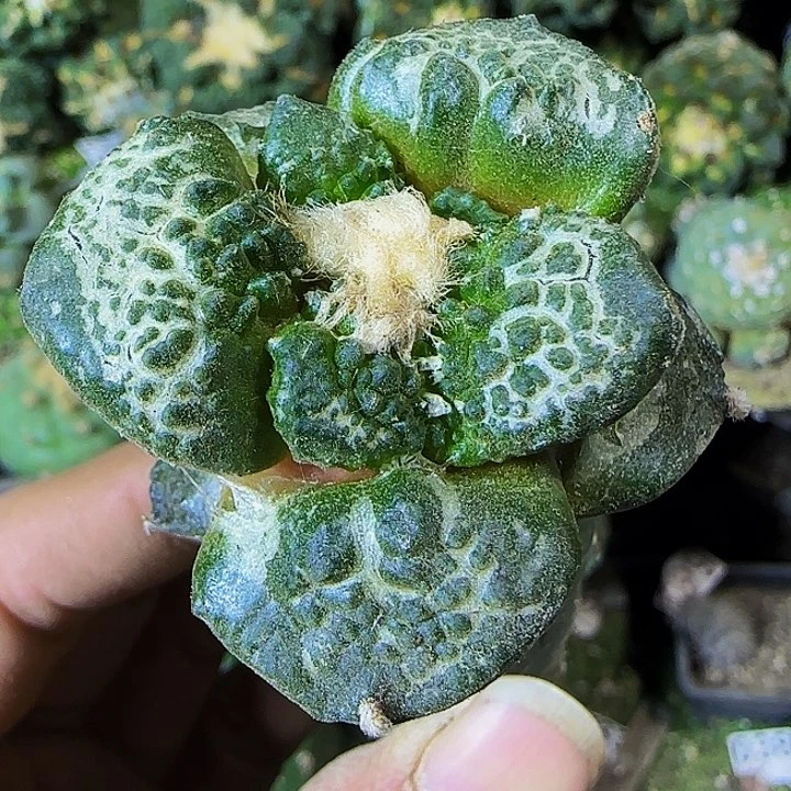 大尤龟甲002仙人球