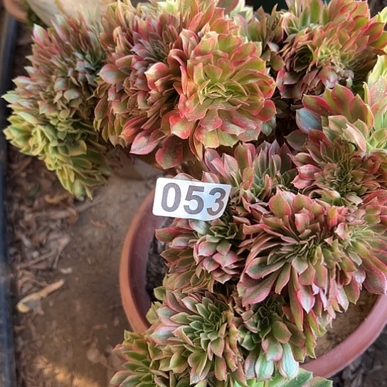 乳***痣多肉植物一个斑斓053