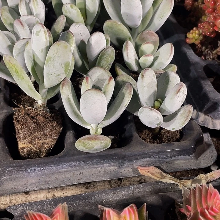 小乒乓1元带土发