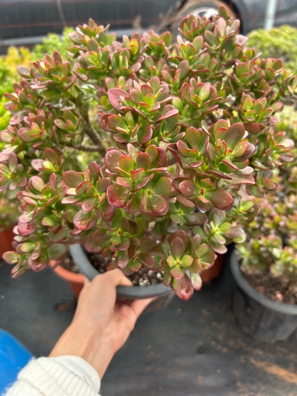 摇钱树多肉植物好看好养适合阳台办公室庭院种植