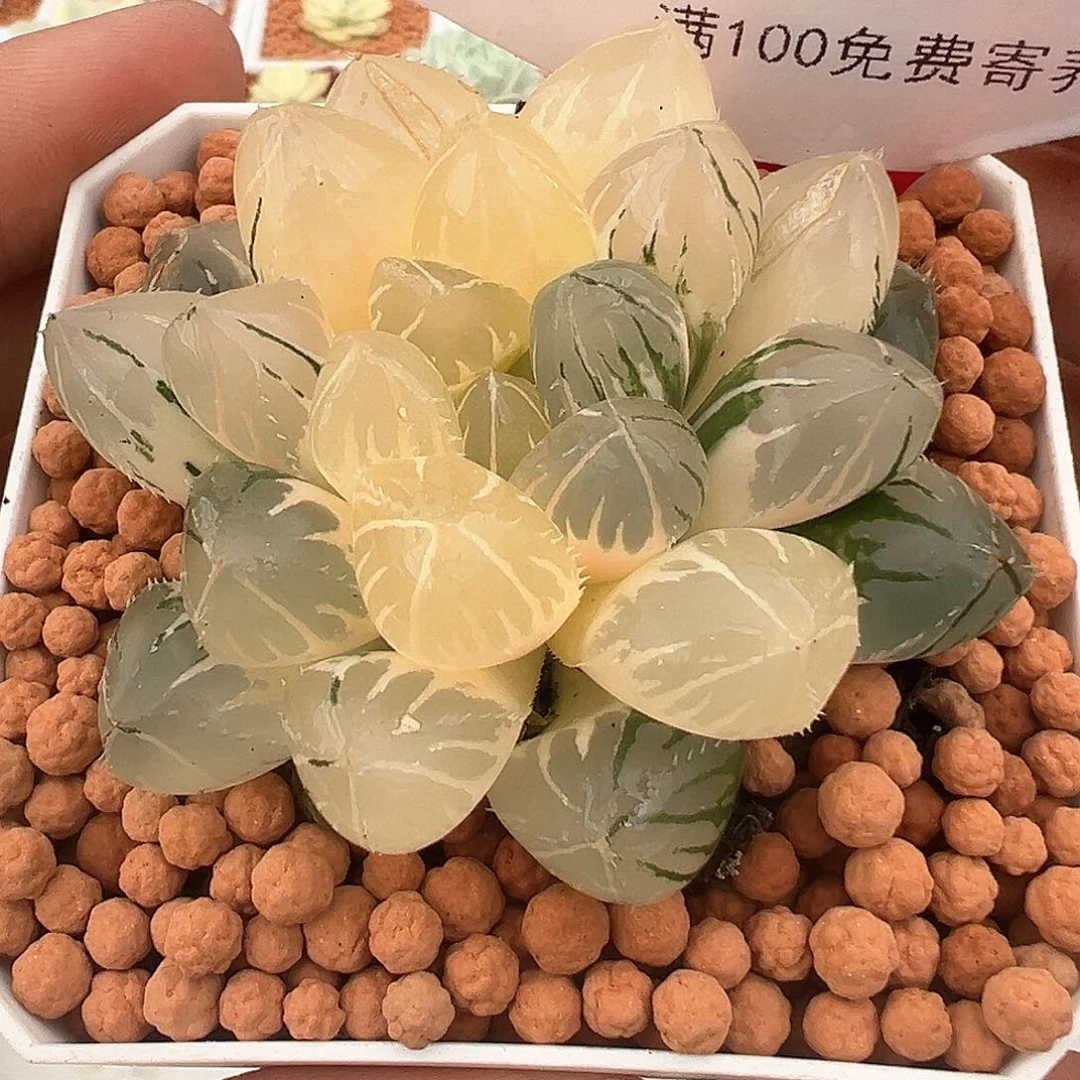 188号OH玉露锦多肉植物