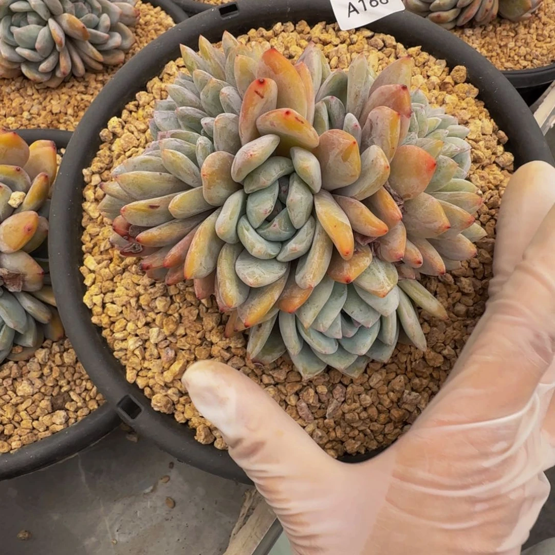 a a a a a a a a a 166