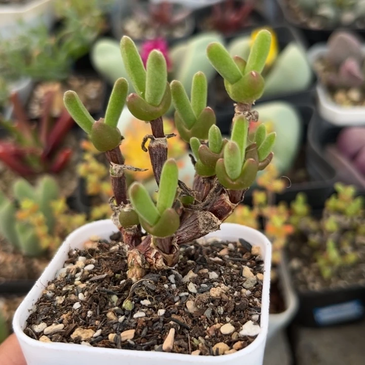 264 枝干兔子短耳兔子