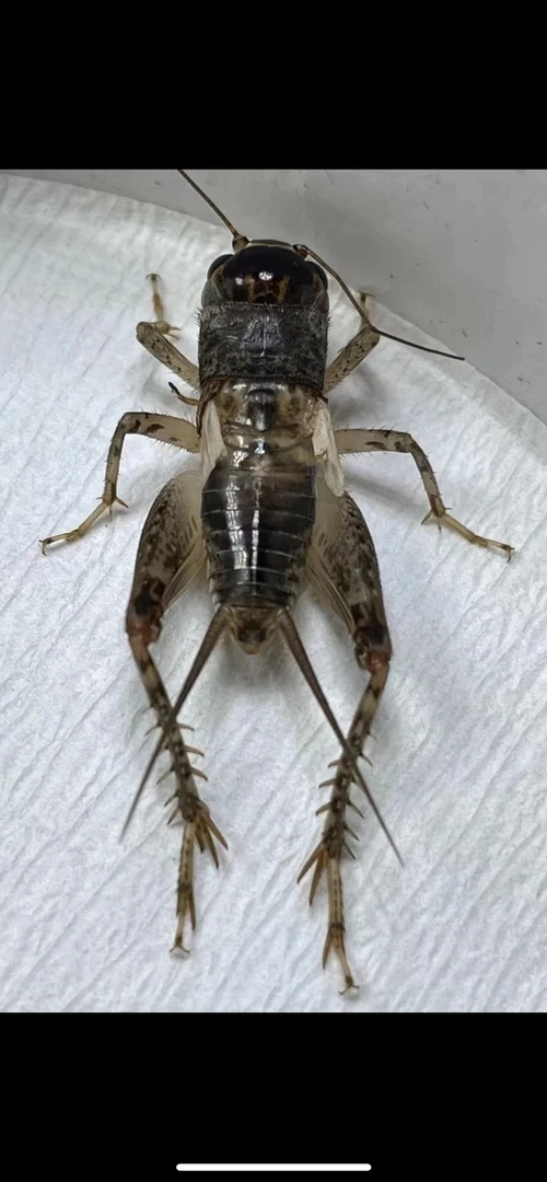 兖州小龙精品秋虫