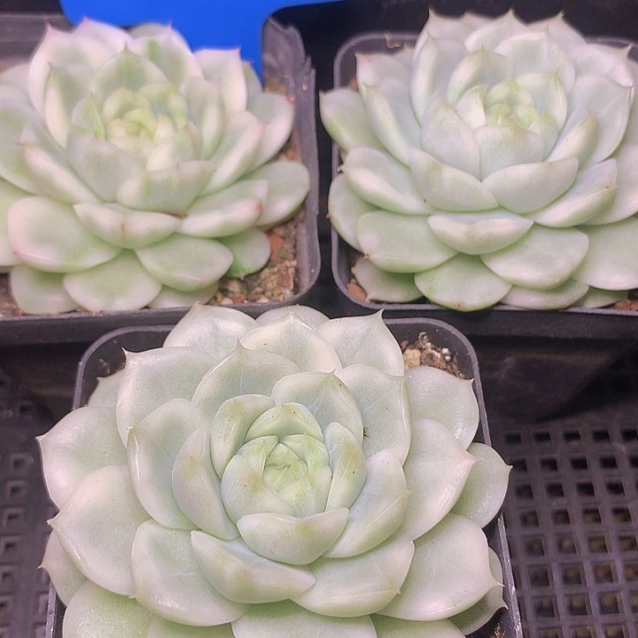 t027珍妮麦白瓷锦单