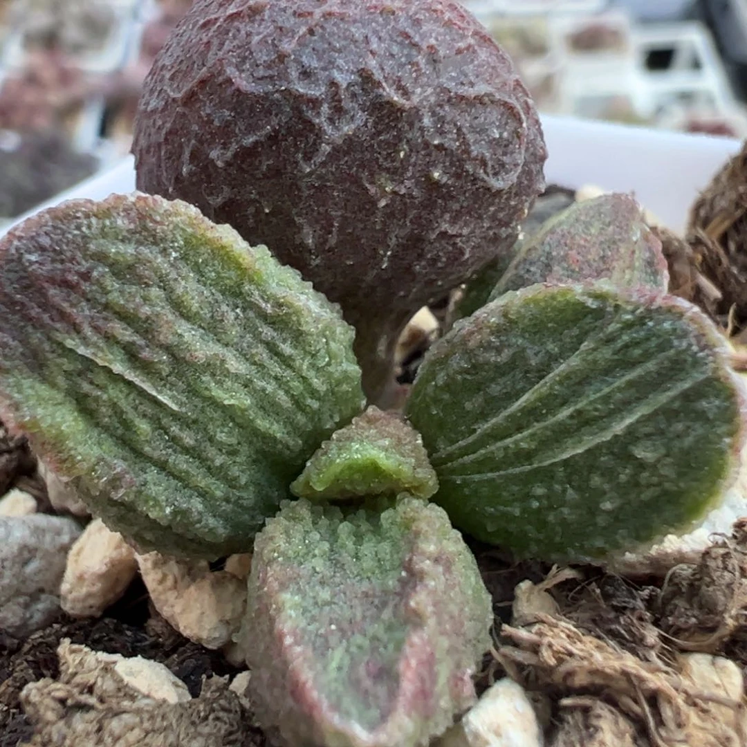 实生底叶苗纹路款多肉植物