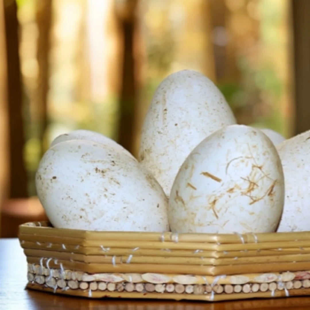 一村一品山野好货-【精选—鹅蛋】