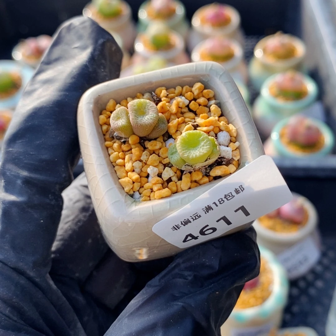 4611--一物一拍 带盆