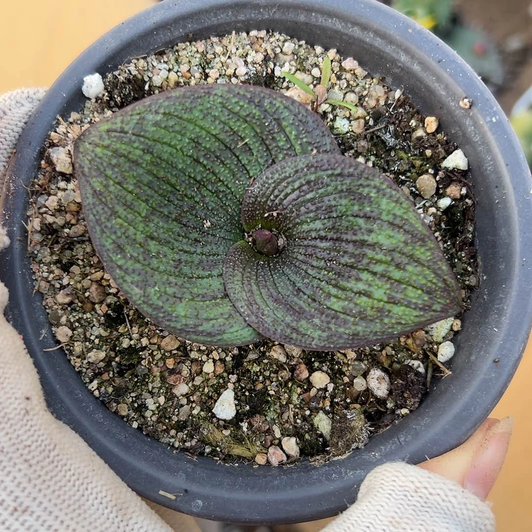 杜呃呃呃呃呃呃呃呃呃